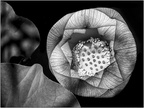 Indémodable noir & blanc